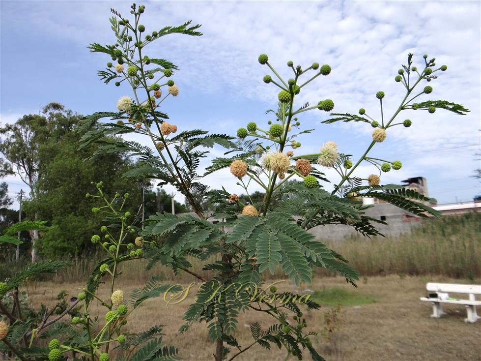  Flowering shoot